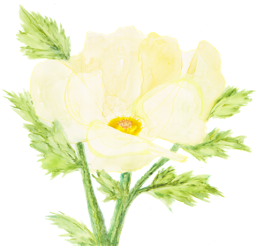 Local Artist Adds Flair To New Children's Book Series - Tree Poppy (513x480), Png Download