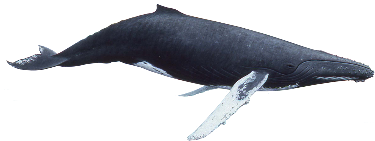 Humpback Whale Png Banner Royalty Free Library - Whale Png (1440x552), Png Download