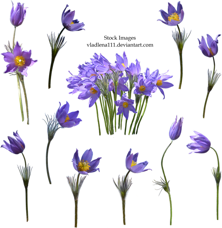 Spring Flowers Png 2 By Vladlena111 - Flower Real Png Deviantart (800x795), Png Download