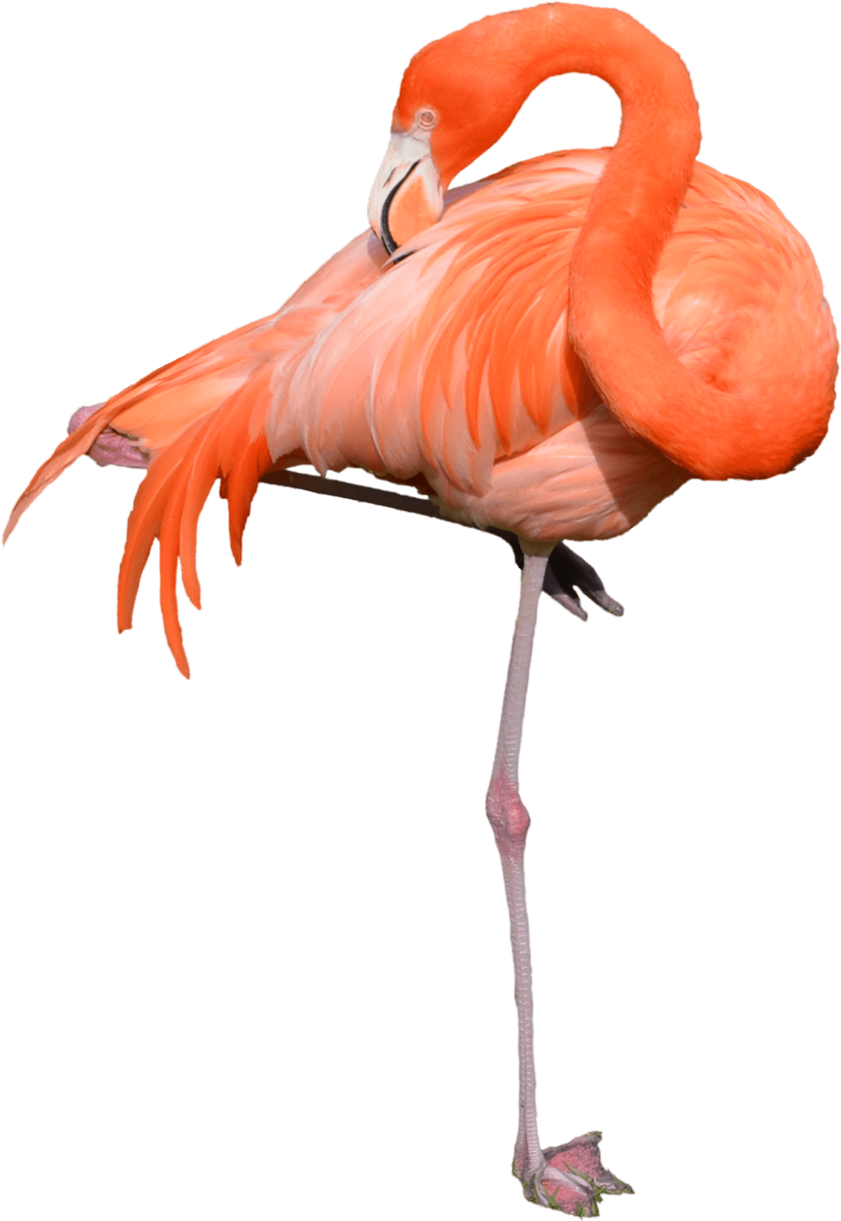 Flamingo Standing - Stock Photos Of Flamingo (1600x1995), Png Download