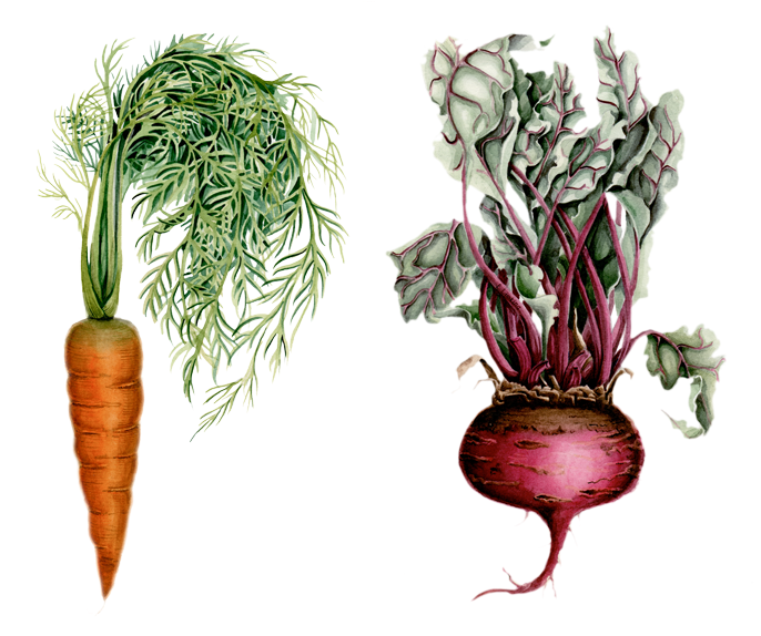 Clip Art Library Download Beet Drawing Watercolor - Illustration (780x585), Png Download