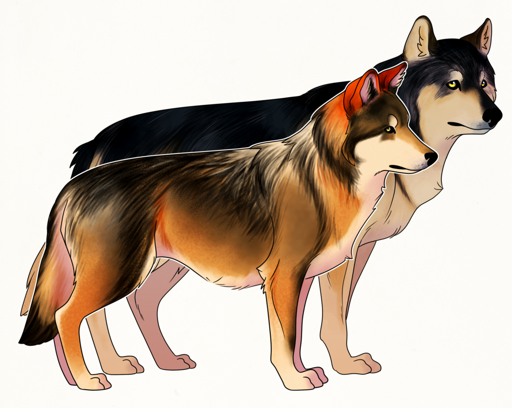 Wolf (1000x797), Png Download