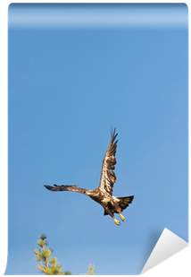 Wild Immature Bald Eagle Takeoff Wall Mural • Pixers® - Osprey (400x400), Png Download