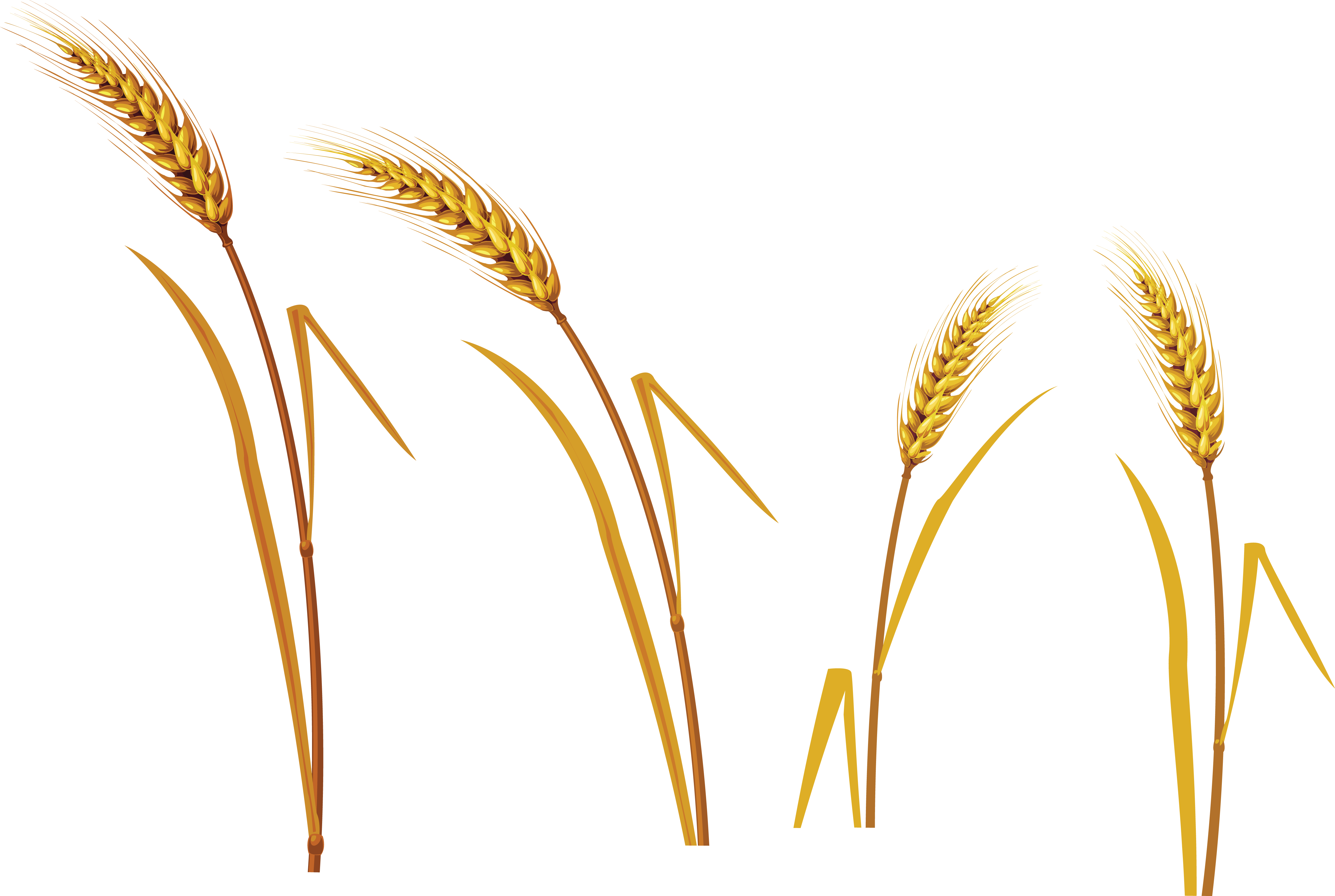 Wheat Png (5143x3453), Png Download