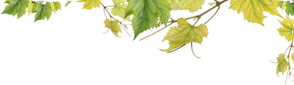 Wine Leaves (962x279), Png Download