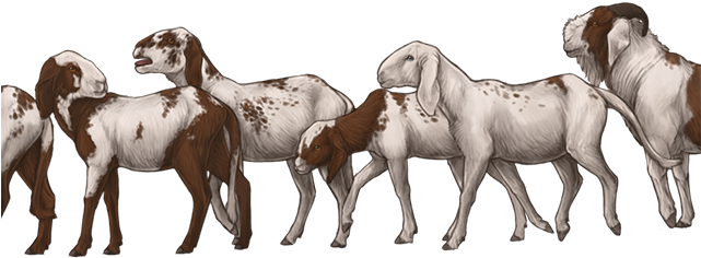 Feralgoatsday - Herd Of Goat Png (640x385), Png Download