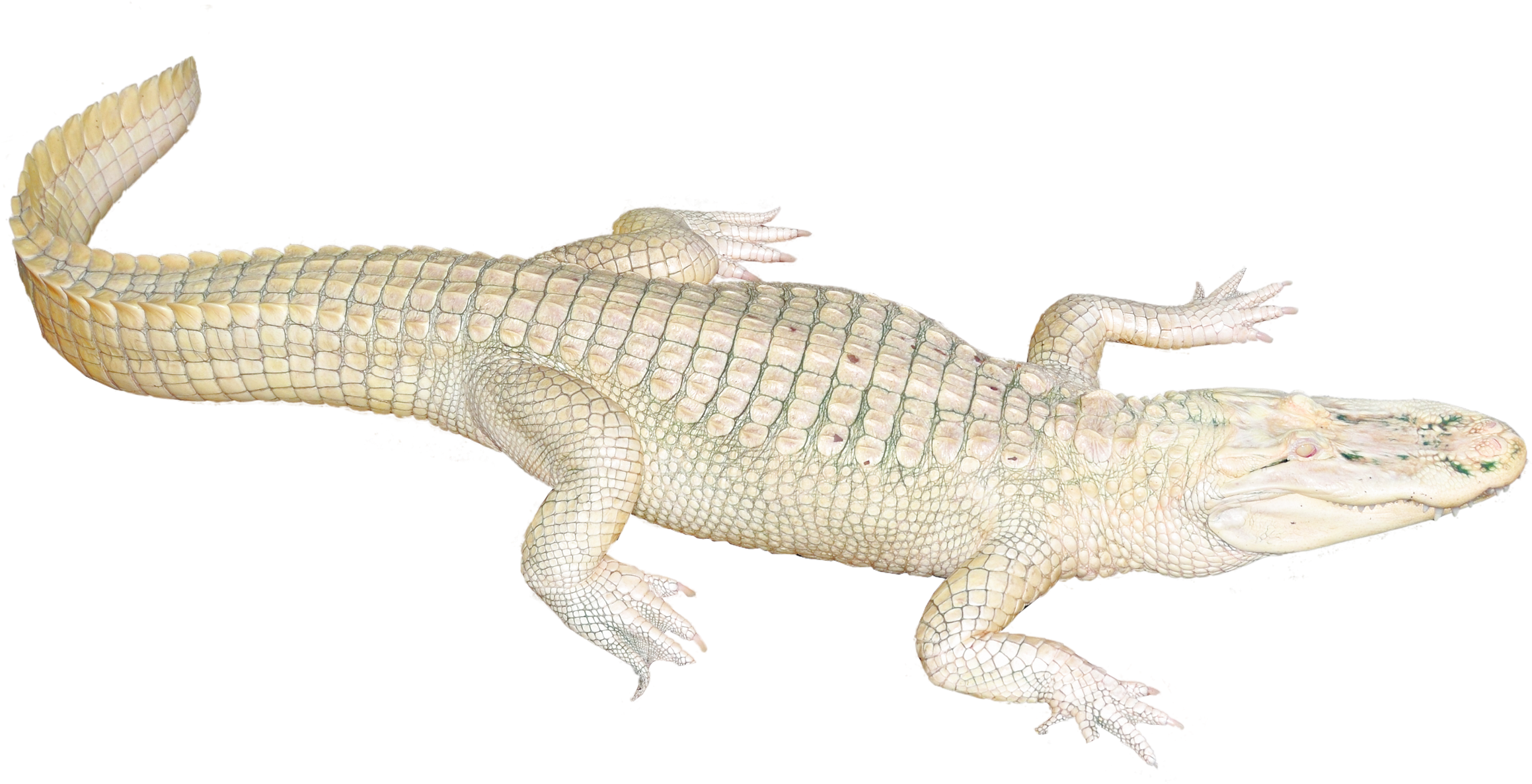 White Crocodile Png Image - White Crocodile Png (2400x1429), Png Download