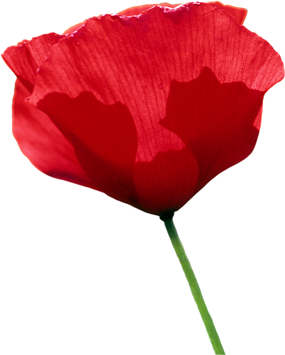Click And Drag To Re-position The Image, If Desired - Tulip (572x700), Png Download