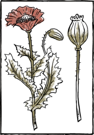 Book Herb10 - Book (330x472), Png Download