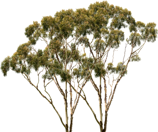 Thumb Image - Pond Pine (760x600), Png Download