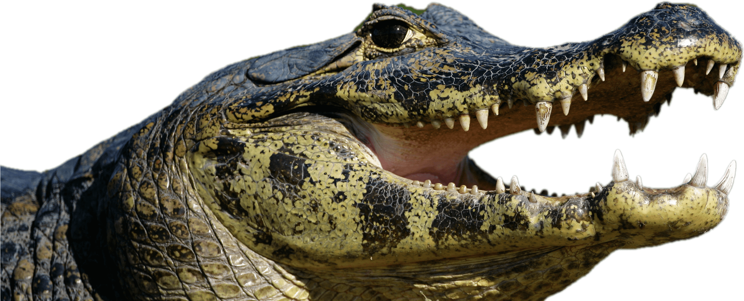 Caiman Open Mouth - Spectacled Caiman (2433x1072), Png Download