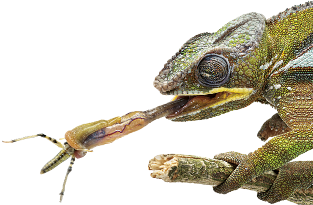 Facts About Chameleons Tongue Dk Find Out - Chameleon Tongue Close Up (640x420), Png Download