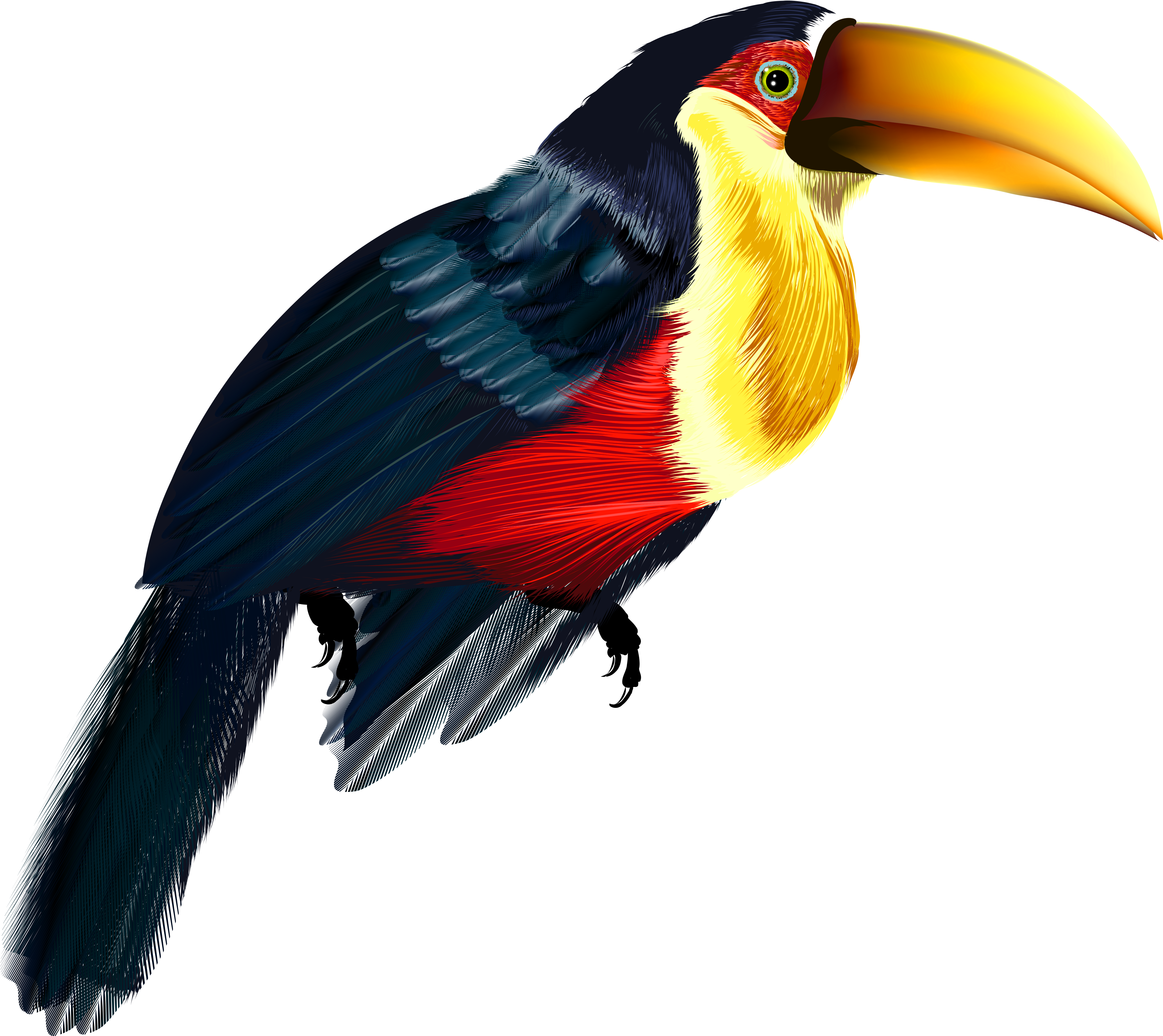 Pelican Transparent Png (4172x3692), Png Download