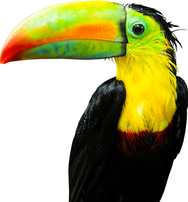 Tucan - Tucan Png (613x661), Png Download