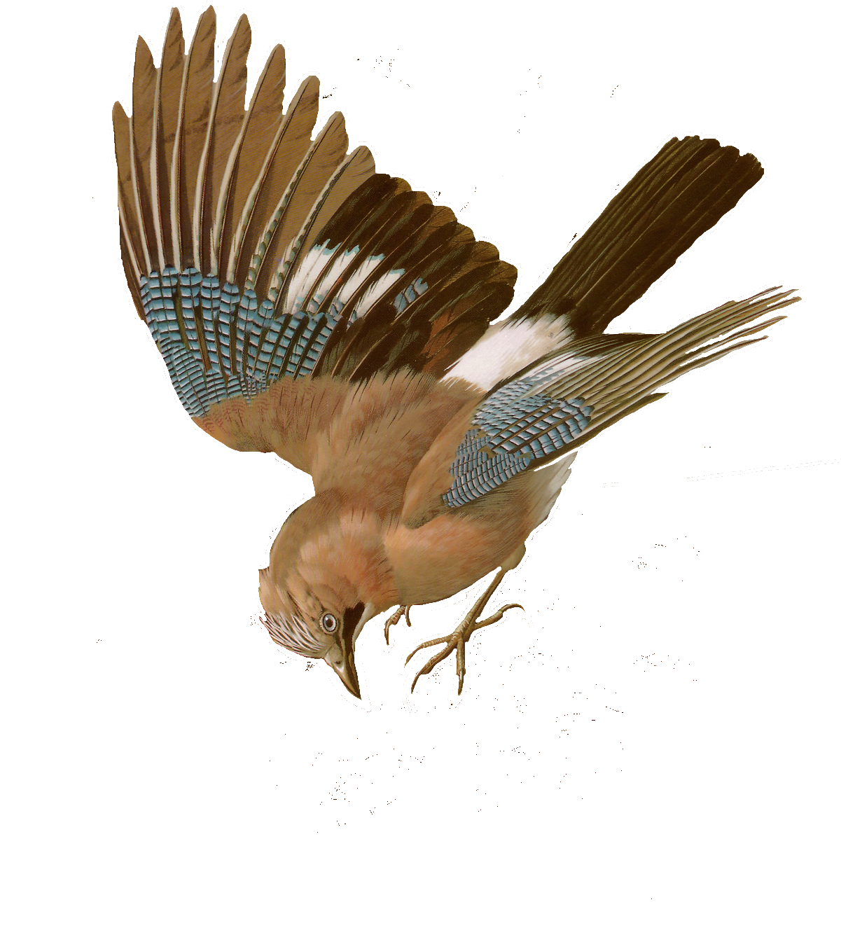 Free Bird Images And Paintings Birds Wildlife - Yellow Billed Cuckoo (1200x1449), Png Download