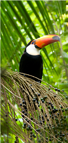 Iguasu Toucan Too - Toucan (720x478), Png Download