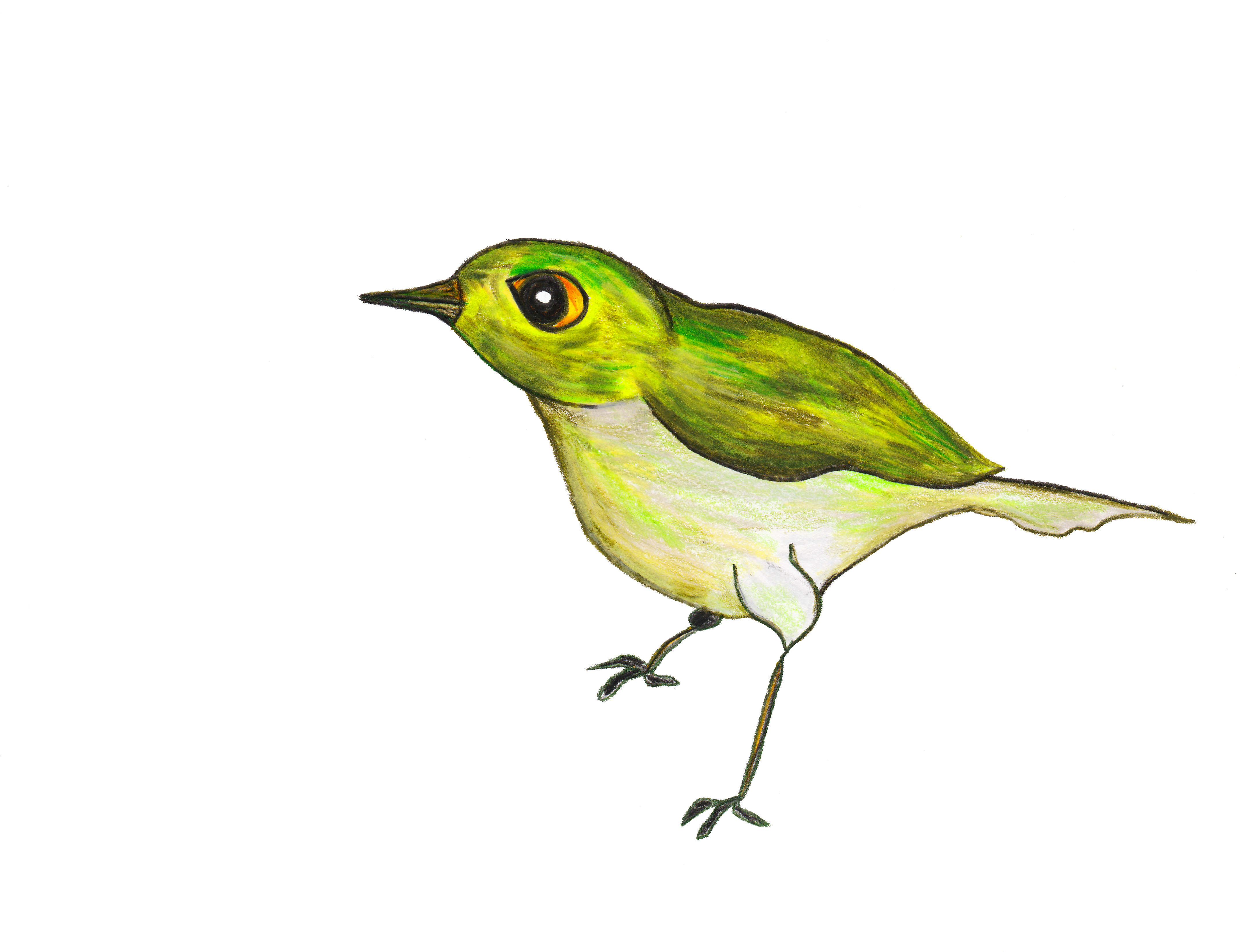 Red Eyed Vireo (4896x3352), Png Download