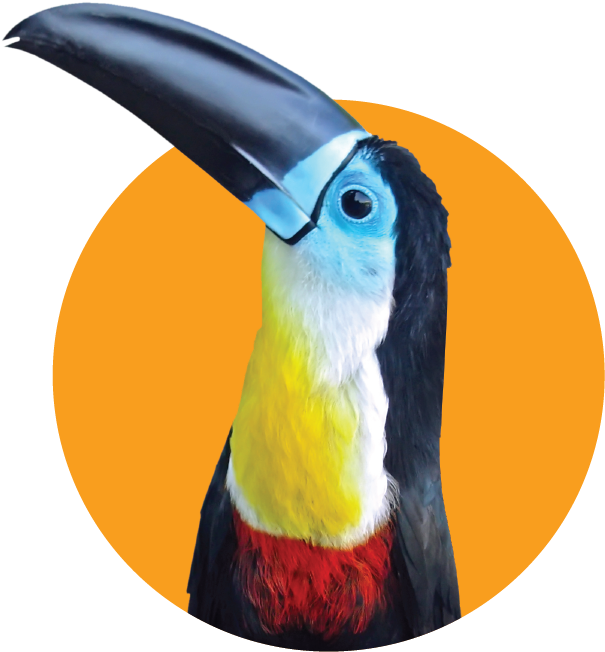 Toucan (617x664), Png Download