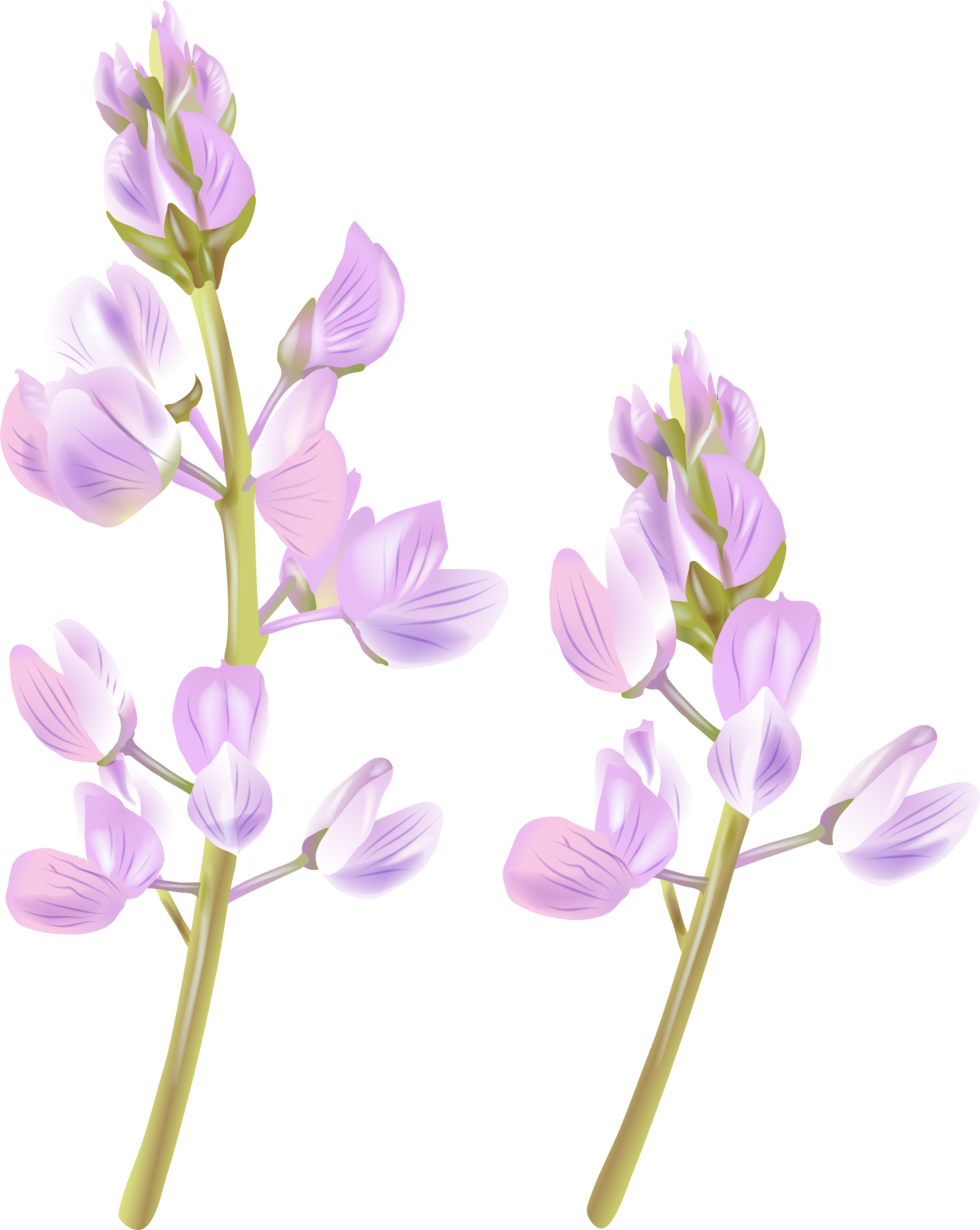 Wildflower Png (6364x8000), Png Download