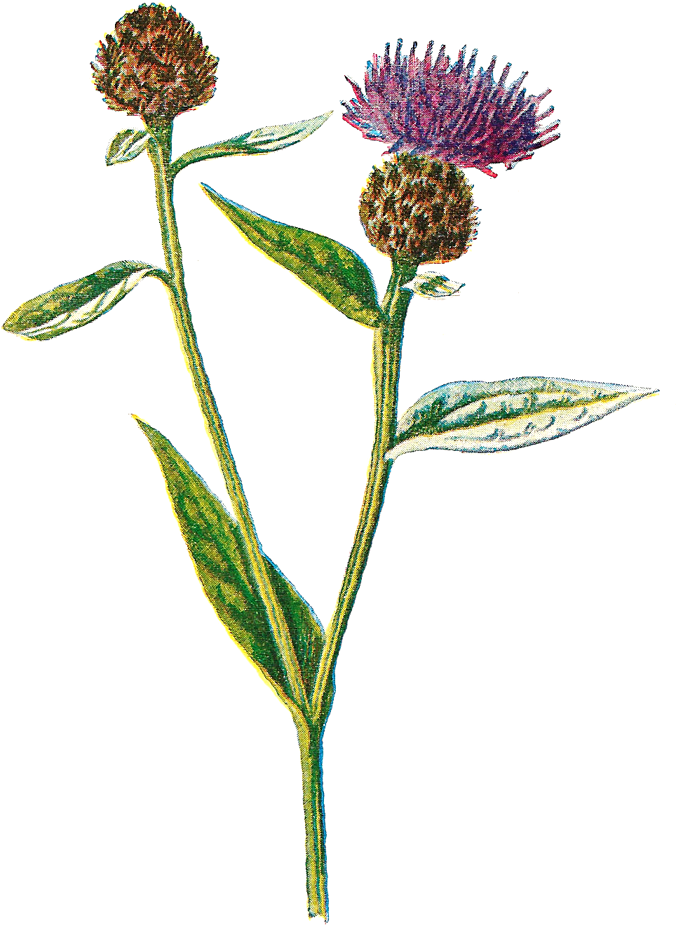 Digital Wildflower Artwork Drawings Downloads Png - Knapweeds (1220x1575), Png Download