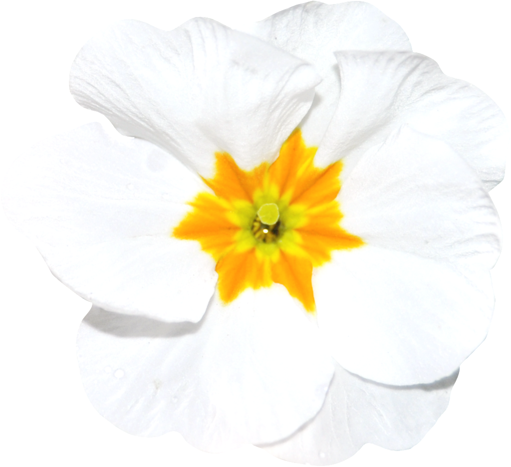 Hand Painted A White Flower Png Transparent - Portable Network Graphics (1024x936), Png Download