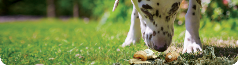 Is Your Dog At Risk - Angiostrongylus Vasorum Fleas (777x340), Png Download
