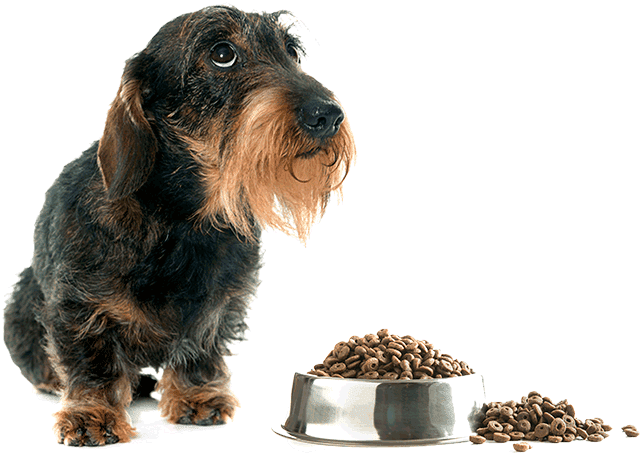 Home - Perros Salchicha De Pelo Duro (677x496), Png Download