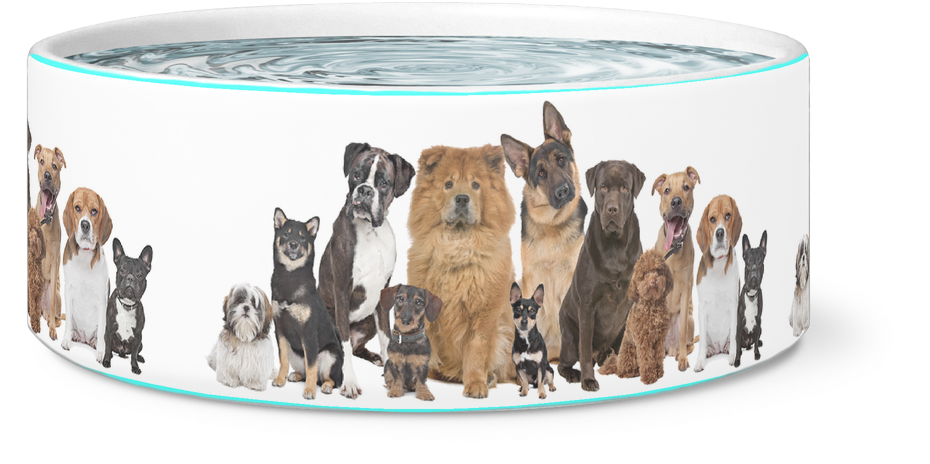 The 12 Dogs Bowl - Lovely Fresh Natural Dog Shampoo With Oatmeal Almond (1024x1024), Png Download