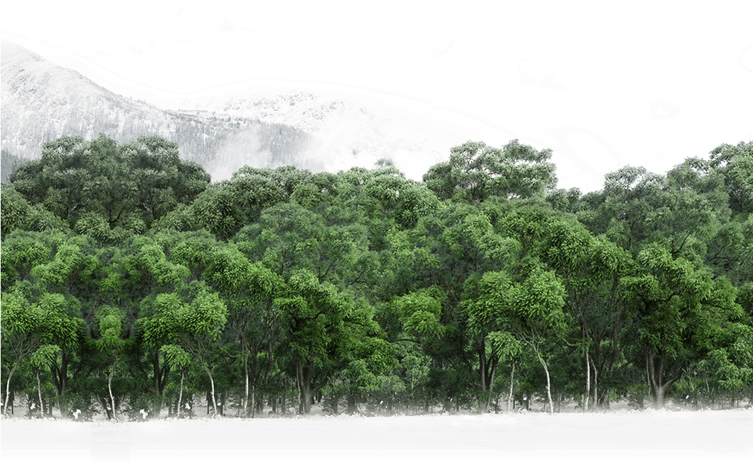 19 Mar 2018 - American Pitch Pine (1084x787), Png Download
