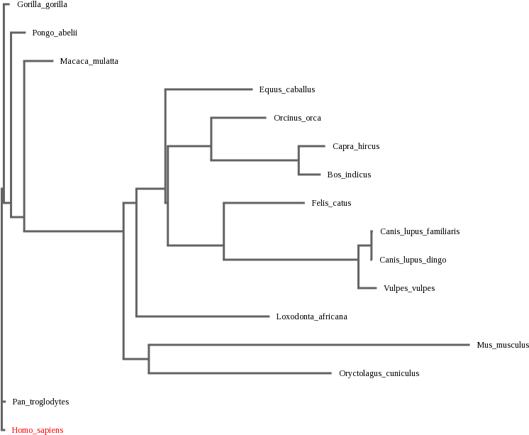 Árbol Filogenético Usando Los Ortólogos Anteriores - Diagram (860x680), Png Download