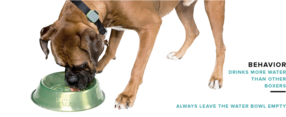 Phase 1 Image Phase 2 Image - Great Dane (960x375), Png Download