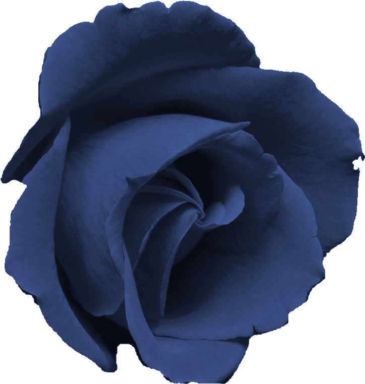 Blue Rose Clipart Transparent - Rosa Morada Flor Png (761x854), Png Download