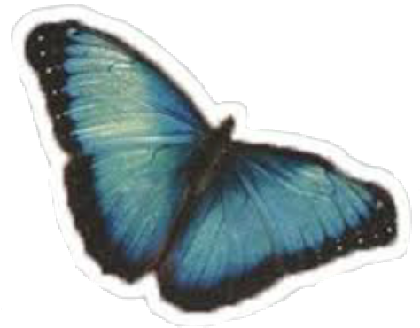 Camilacabello Camilizer Butterfly Camila Neverbethesame - Camila Cabello Butterfly (1024x1024), Png Download
