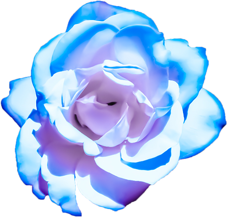 Bleed Area May Not Be Visible - Pink And Blue Transparent Flower (525x700), Png Download