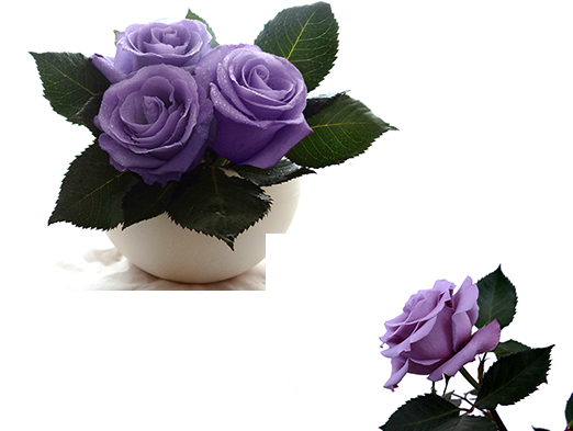 The Story Of Blue Rose Applause Is Also The Story Of - Award (522x393), Png Download