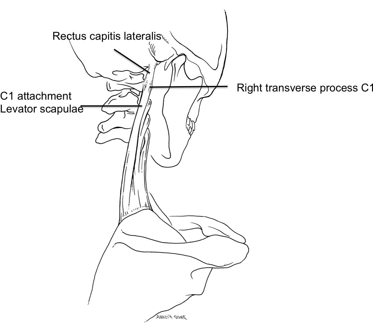 Cureus - Fiber Muscle Levator Scapulae (1302x1125), Png Download