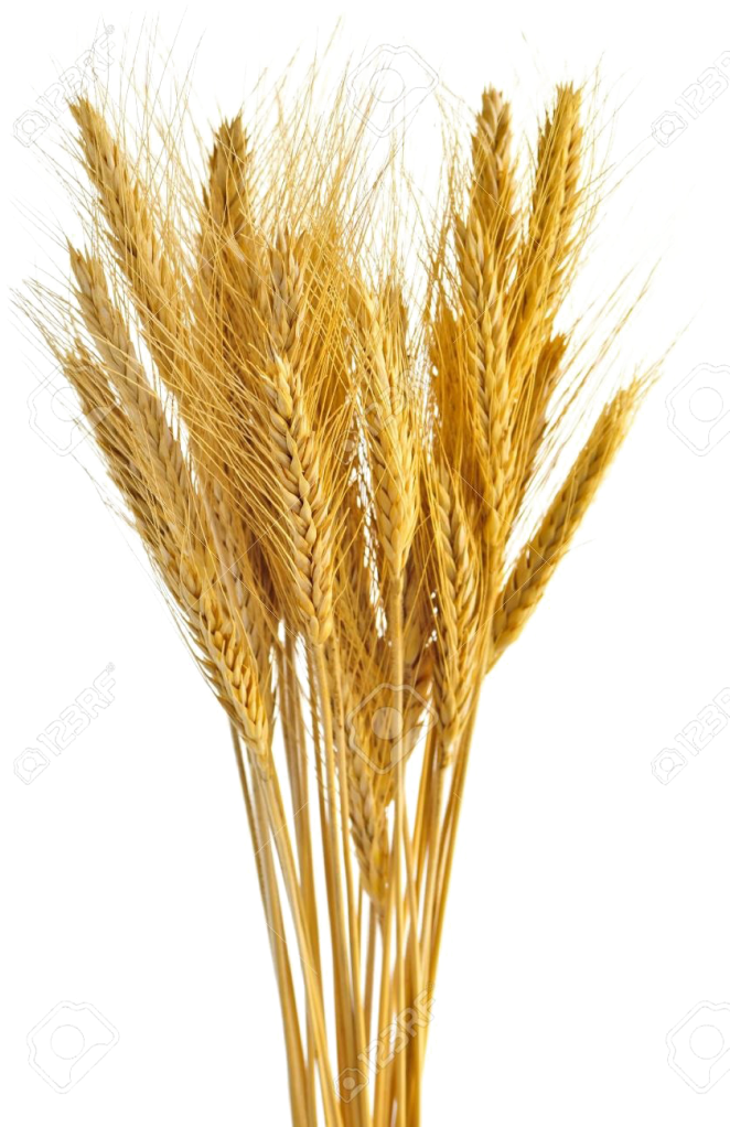 Wheat Vector Free Transparent - Wheat Stalks (680x1024), Png Download