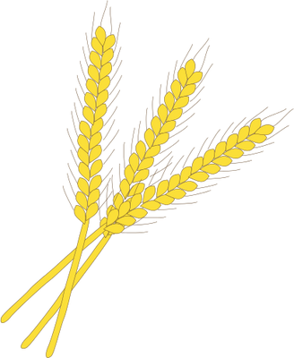 Wheat Png Images Free Download Index Of Symbolshuman - Wheat Plant Vector Png (328x400), Png Download