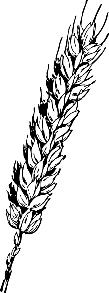 Wheat Clipart Padi (222x593), Png Download