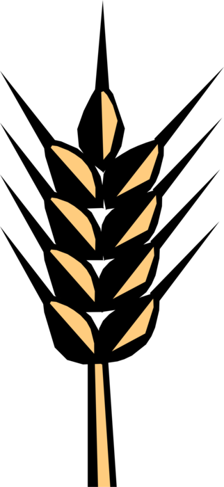 Vector Illustration Of Wheat Grain Of Cereal Grass - Statute (322x700), Png Download