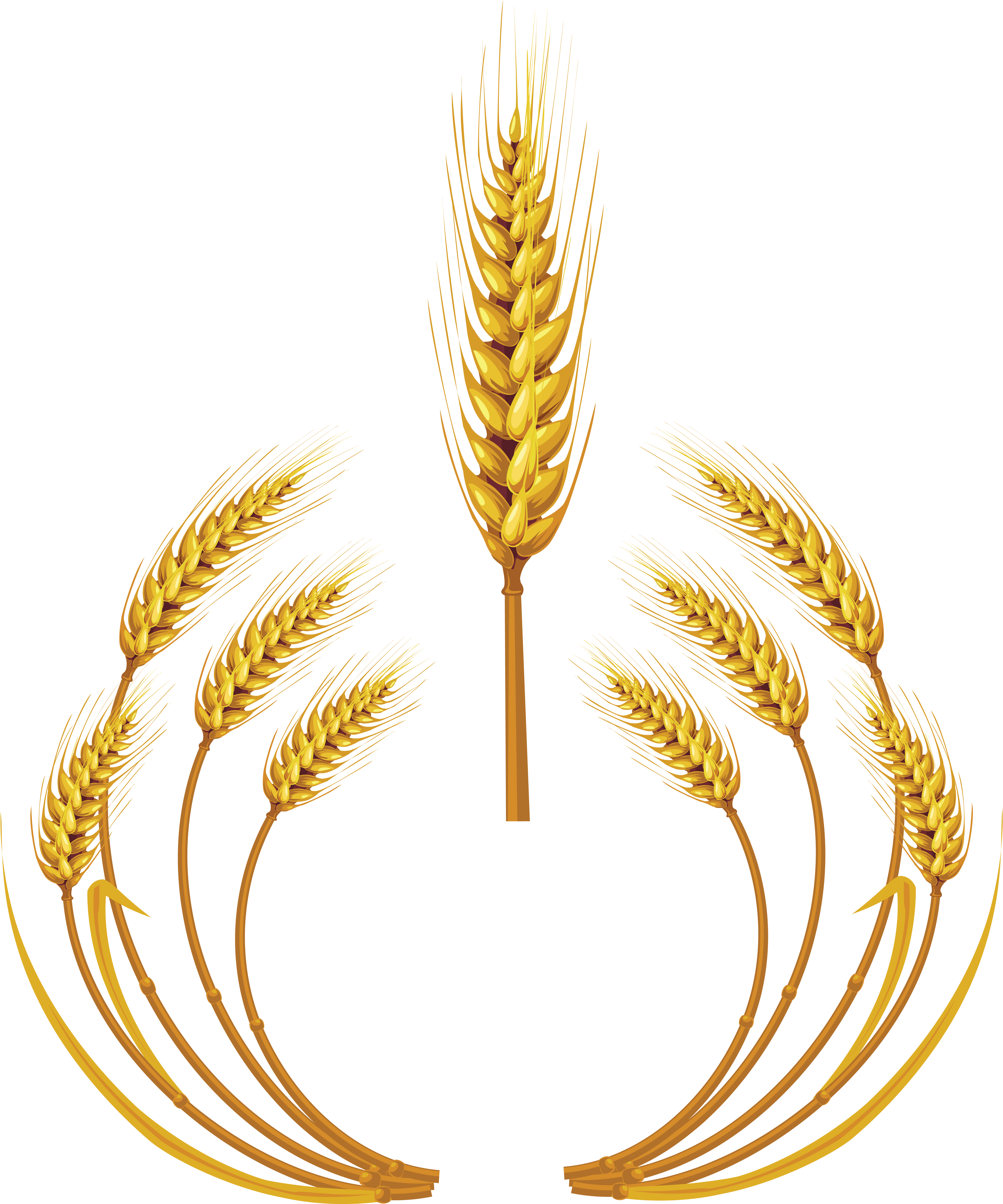 Wheat Png Images Free Download - Wheat (5221x6312), Png Download