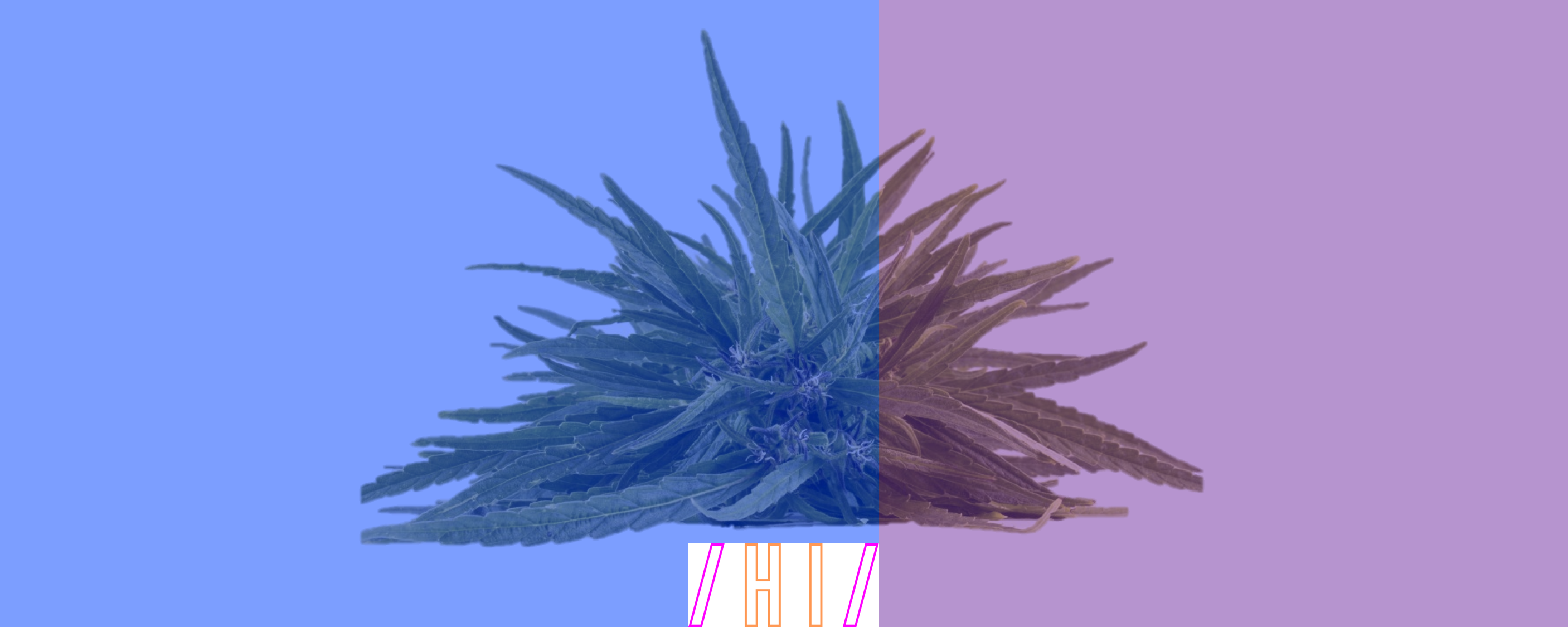 Blue Purple Banner - Hemp (2813x1125), Png Download