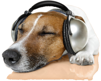 It's Extremely Common For Senior Dogs To Gradually - Dog Headphones (433x309), Png Download