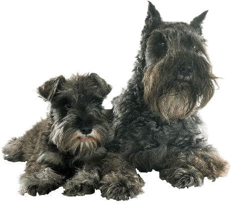 Once Any Congenital, Neurological Or Infectious Problem - Miniature Schnauzer (600x445), Png Download