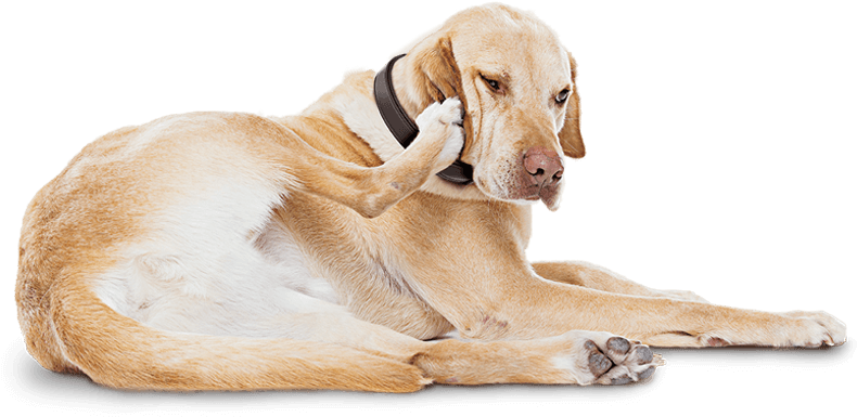 Atopic Dermatitis Can Be The Reason Your Itchy Dog - Itch (806x386), Png Download