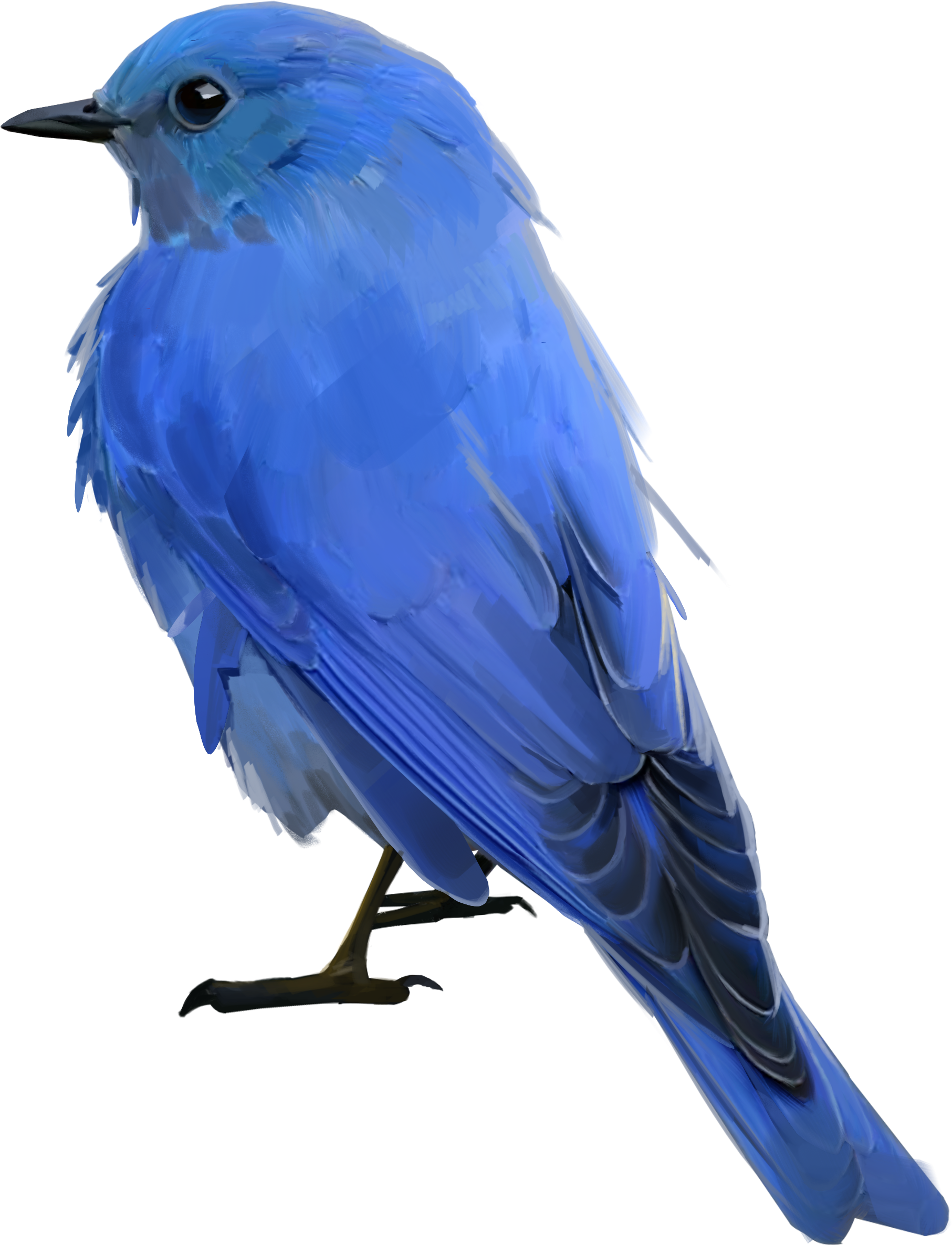 Bluebird - Mountain Bluebird (4000x4000), Png Download