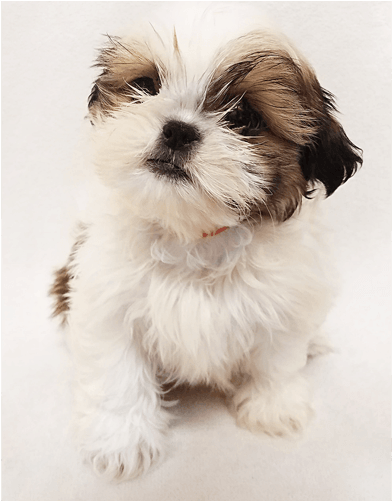 Shih Tzu Puppies For Sale In Ny - Shih Tzu Transparent (500x500), Png Download