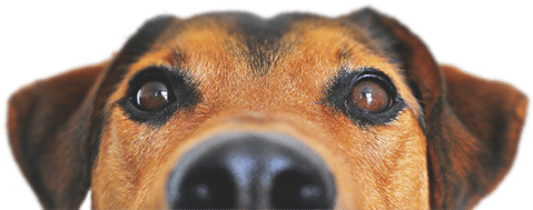 Premium Pet Supply - Dog Food Recipes, The Dogs Dinner: Home Made Food And (500x333), Png Download