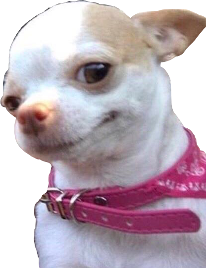 Smiling Chihuahua (416x541), Png Download
