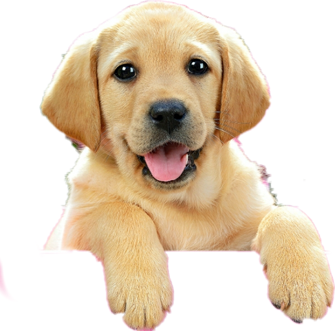 Castorland Jigsaw Puzzle - Lab Puppy In Pink Box (500 (487x480), Png Download